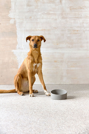 Palopa Miska dla Psa Porcelanowa Cali Grey