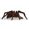  Schleich Harry Potter - Aragog 13987