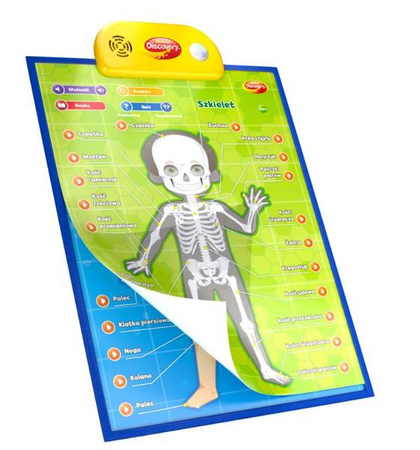 Dumel Edukacyjne Plakaty Człowiek Anatomia