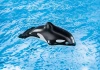 Playmobil 70183 Marynarz z łodzią rybacką