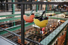 Scootandride Kask XXS-S Dla Dziecki 1-5 Lat  Peach